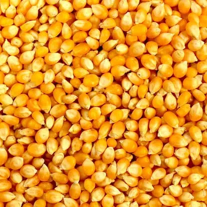 popcorn maize seeds